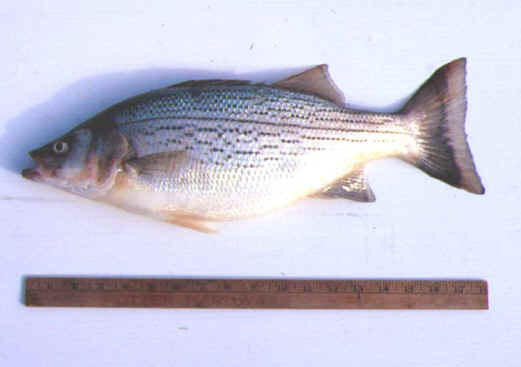 Hybrid Striped Bass Association